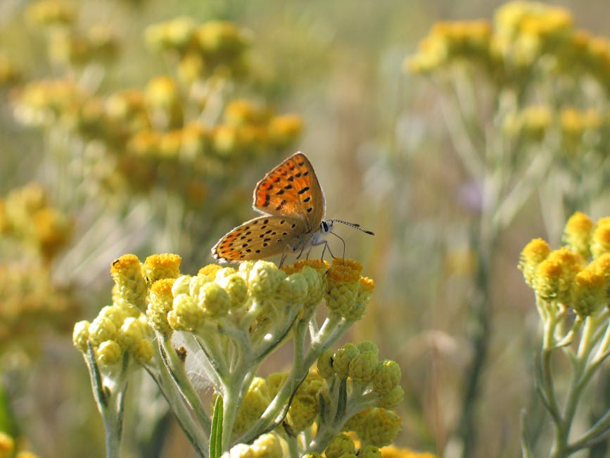 Managing Beetles on Your Pumpkins This Late Summer