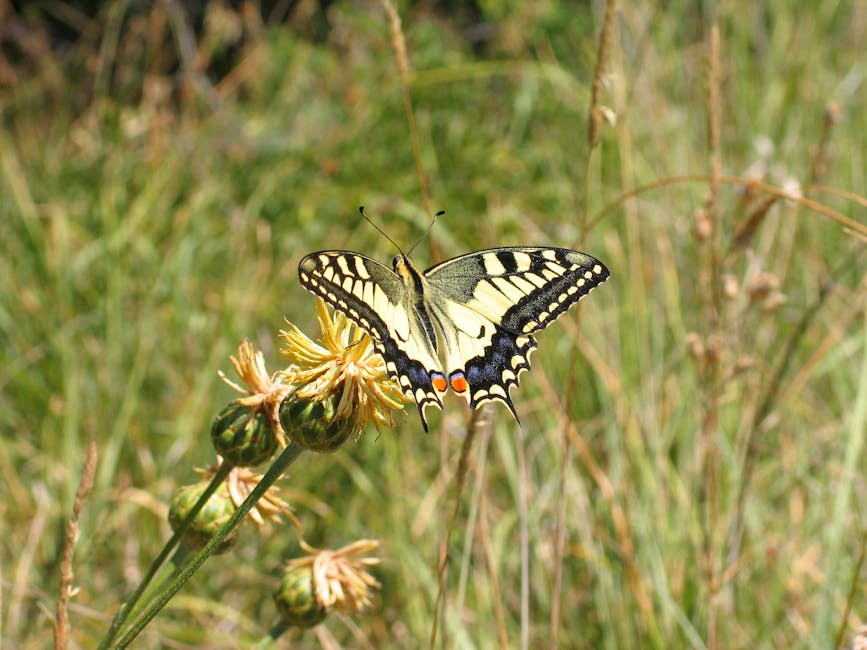 Battling Beetles on Pumpkins in Late Summer