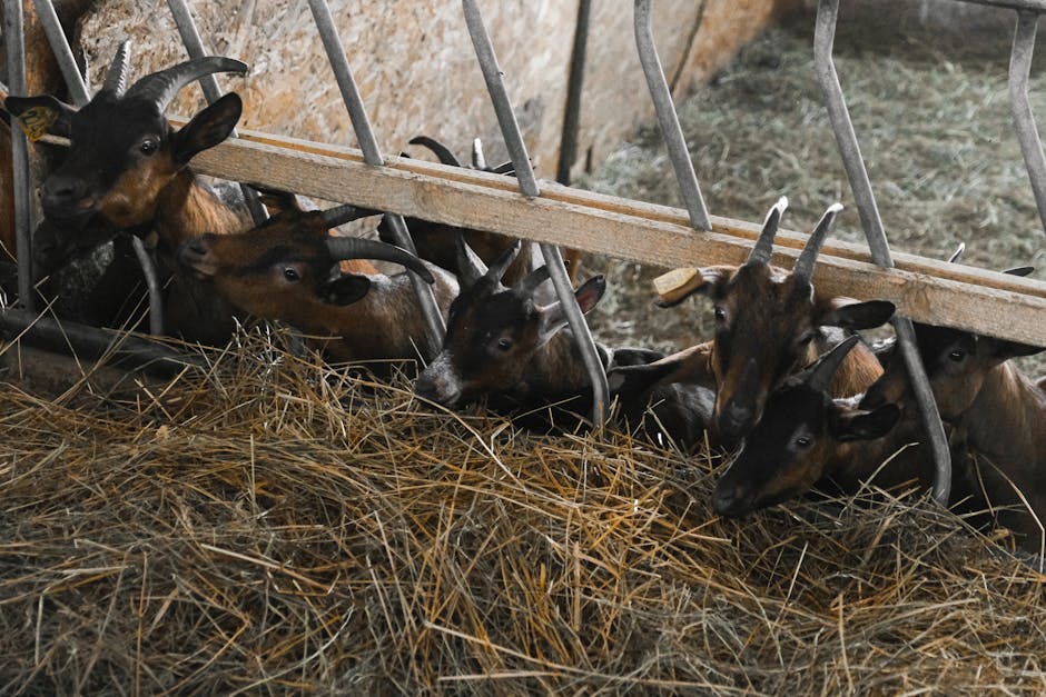 Keeping Goats Cool in July Heat