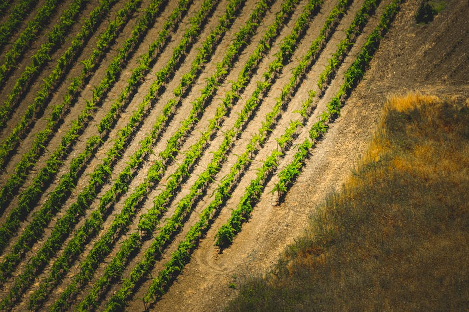 Starting a U-Pick Berry Patch on a Budget