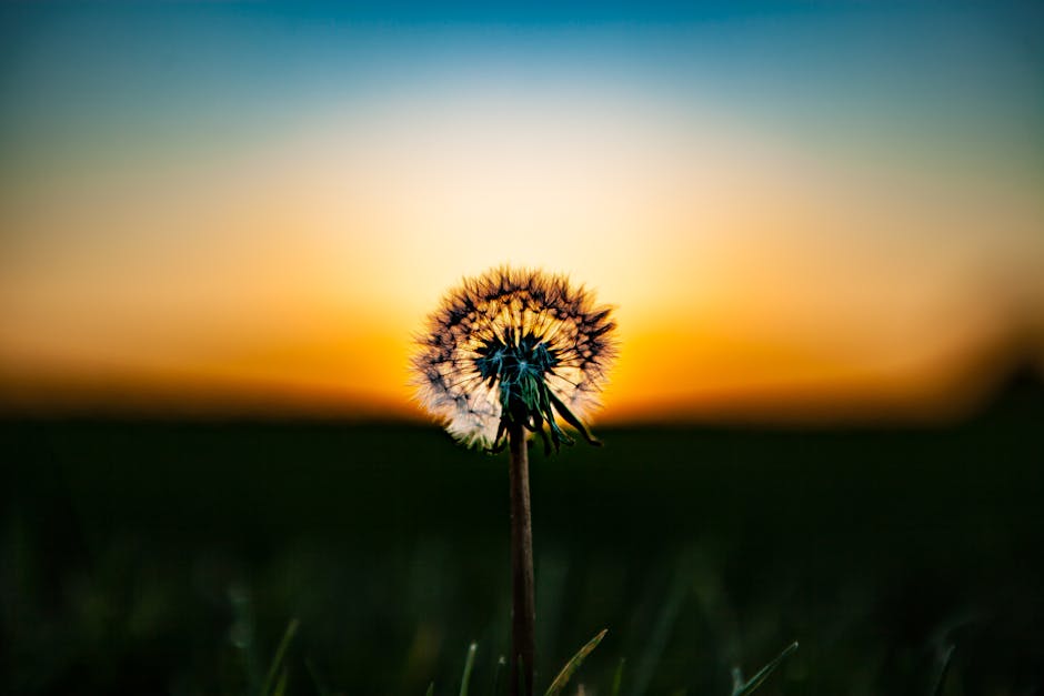 Easy Summer Blooms: Wildflowers to Plant